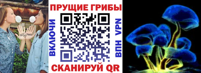 Псилоцибиновые грибы Cubensis  Купить закладки  Щёлково 